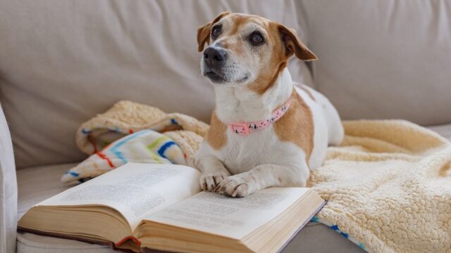本と犬