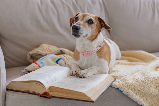 本と犬