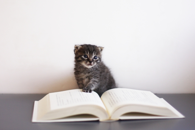 本と猫