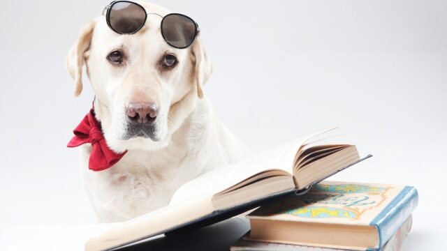 本と 犬